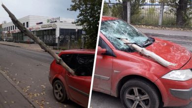 Фото - В Кировске упавшее дерево насквозь проткнуло движущийся автомобиль с пассажирами