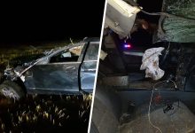 Фото - В Хакасии Mercedes-Benz врезался в табун лошадей на трассе
