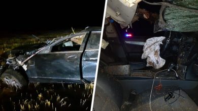 Фото - В Хакасии Mercedes-Benz врезался в табун лошадей на трассе